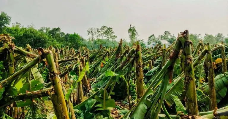 ক্ষতিগ্রস্ত কলাবাগান